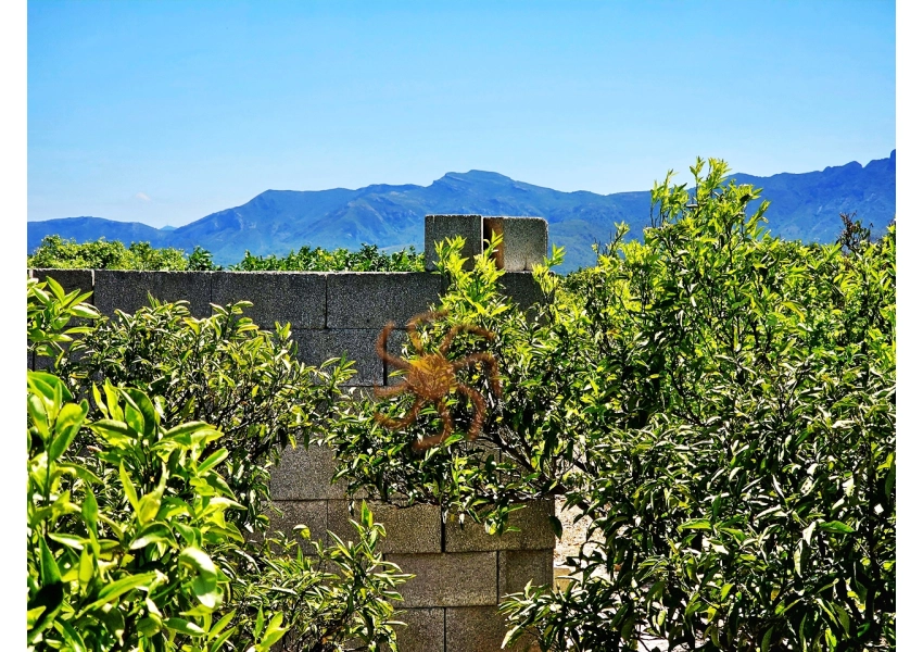 Sad mandarynkowy 2400 m2 Cullera, Walencja